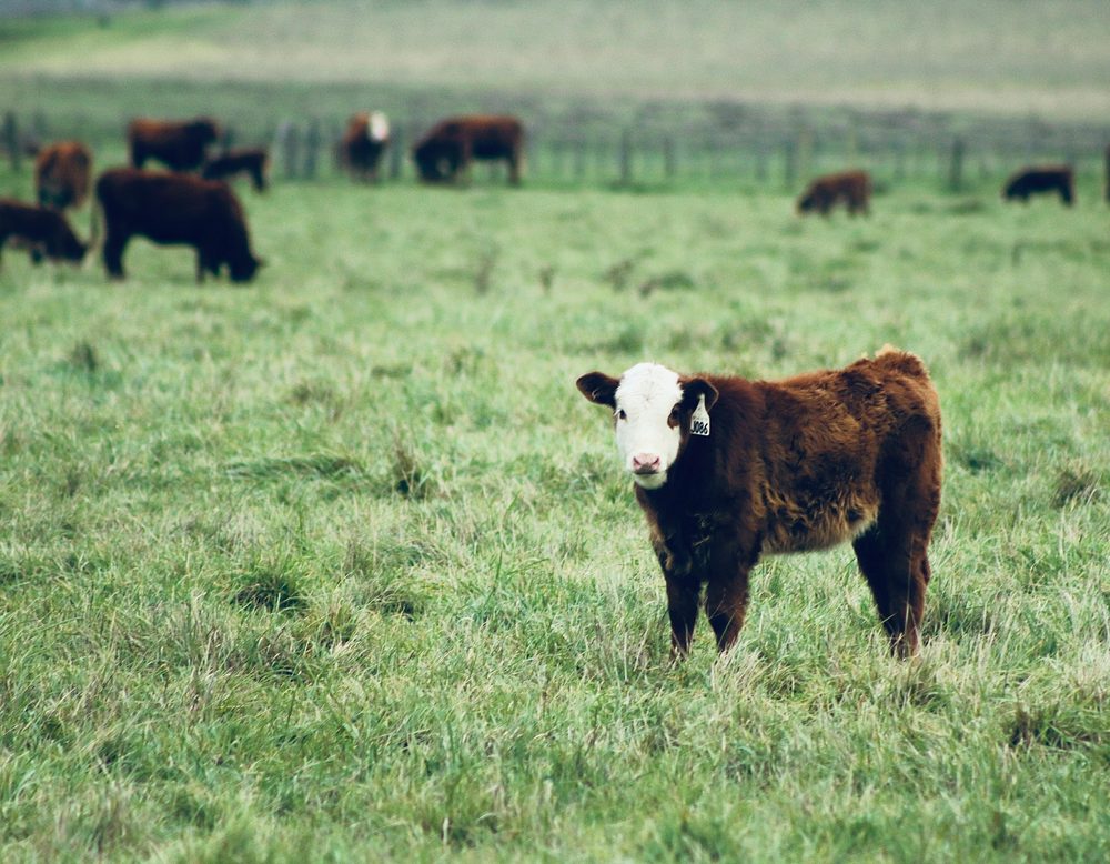Ranch Insurance